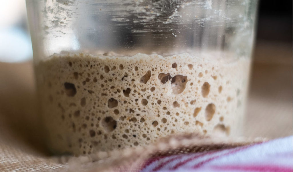 Sourdough starter