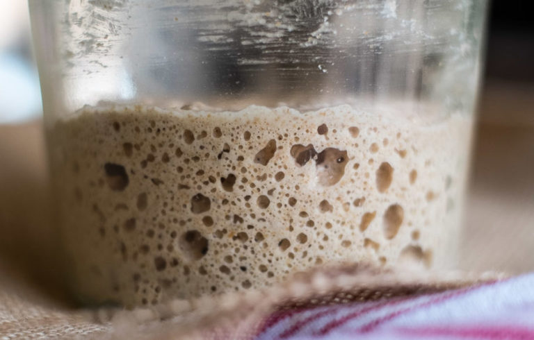 Sourdough starter