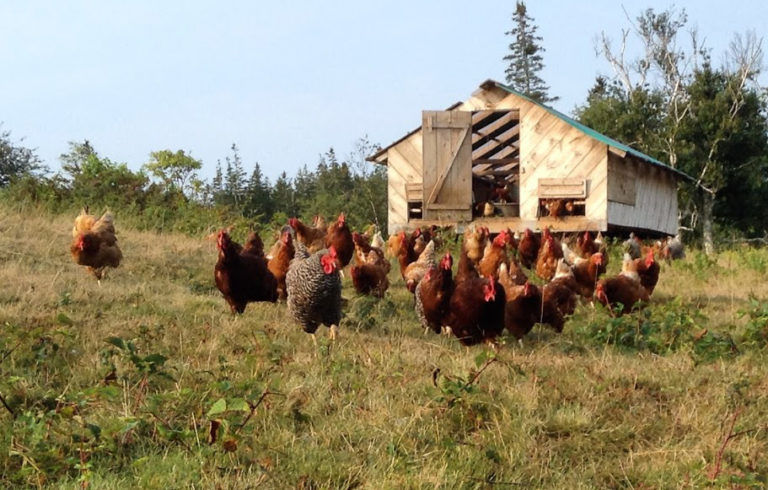 Chickens on Vinalhaven's Sparkplug Farm