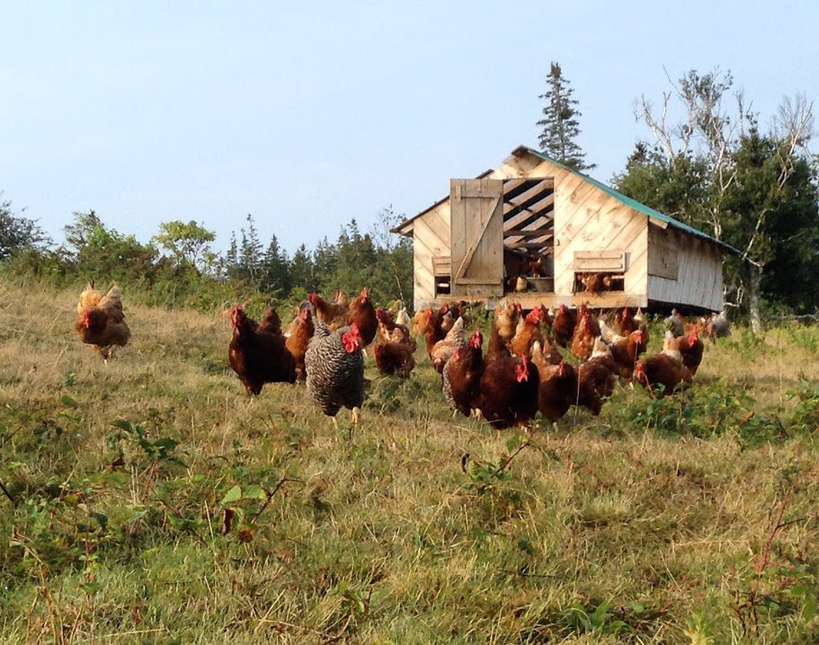 Chickens on Vinalhaven's Sparkplug Farm