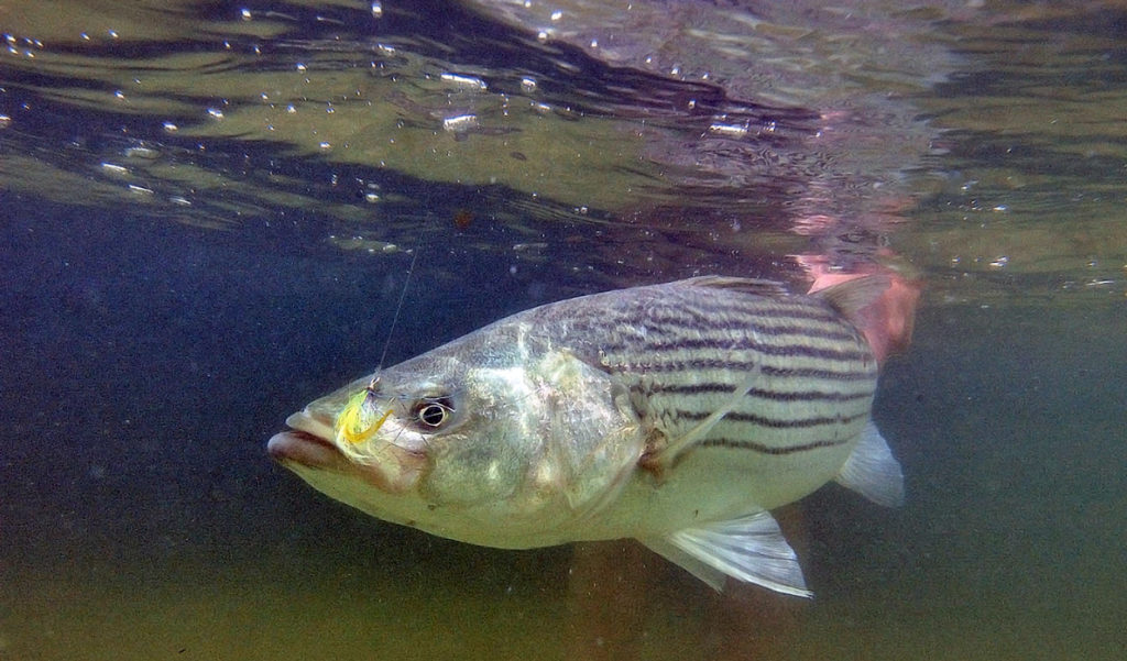 A striped bass hooked on a lure.