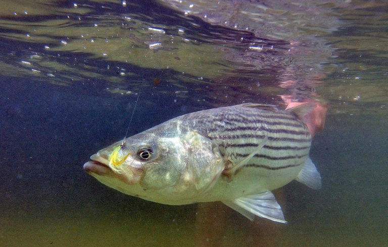 A striped bass hooked on a lure.