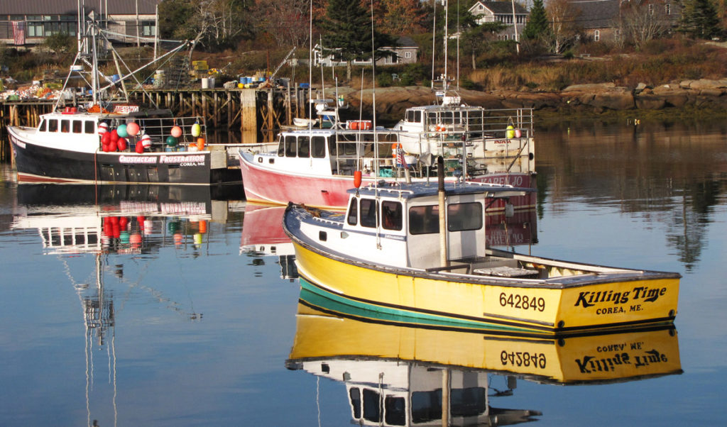 Lobster boats moored in Corea Harbor in autumn.