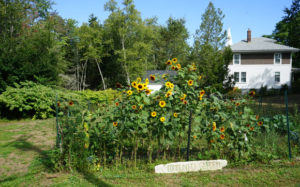 community-garden