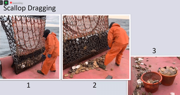 Scallop dragging