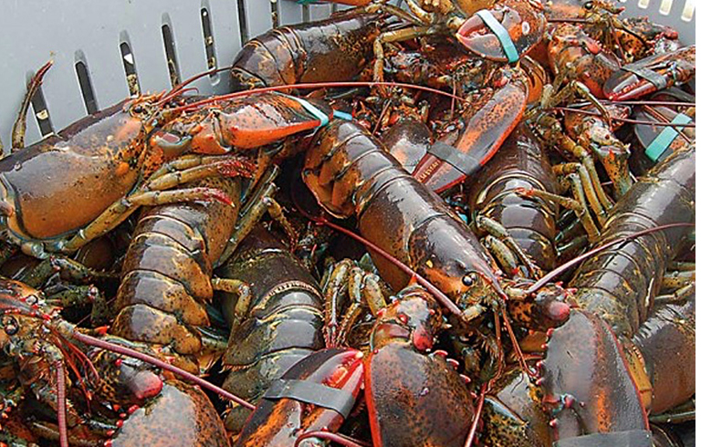 Laster Fish Lobster fishery’s history suggests a response - Island Institute