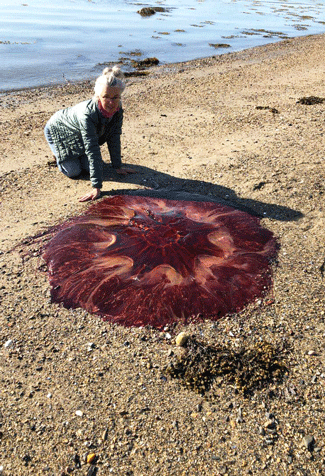 A Lion's Mane jellyfish that was 4.5 ft in diameter found on Peaks Island in May 2020