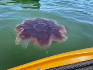 Volunteer water reporter Jesse McKinnell shared this photo of jellyfish measuring about 1.5-feet by 1.5-feet that washed up in June 2020 in Broad Cove.