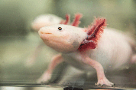 An axolotl from the colony at the MDI Biological Laboratory.