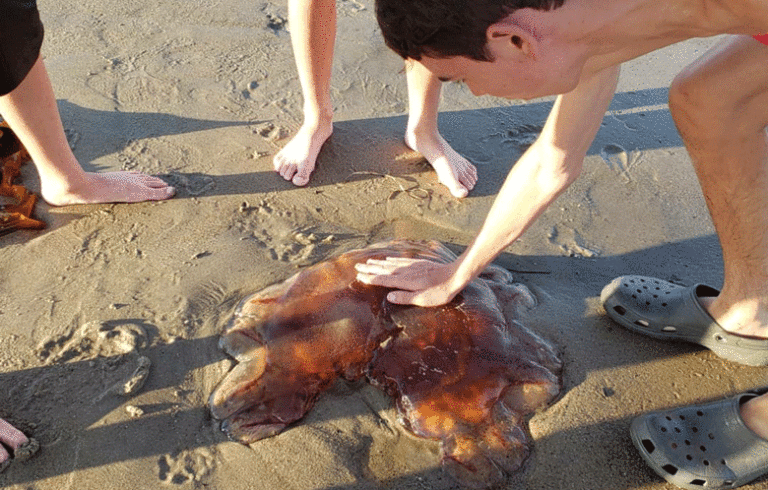 Volunteer water reporter Carina Brown found a jellyfish washed up on Scarborough Beach in August 2020.