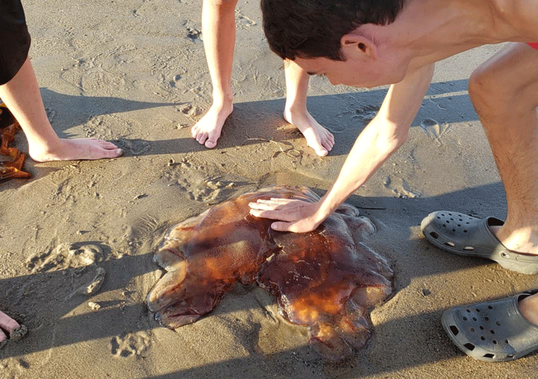 Volunteer water reporter Carina Brown found a jellyfish washed up on Scarborough Beach in August 2020.