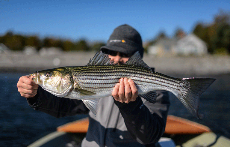 Striper!