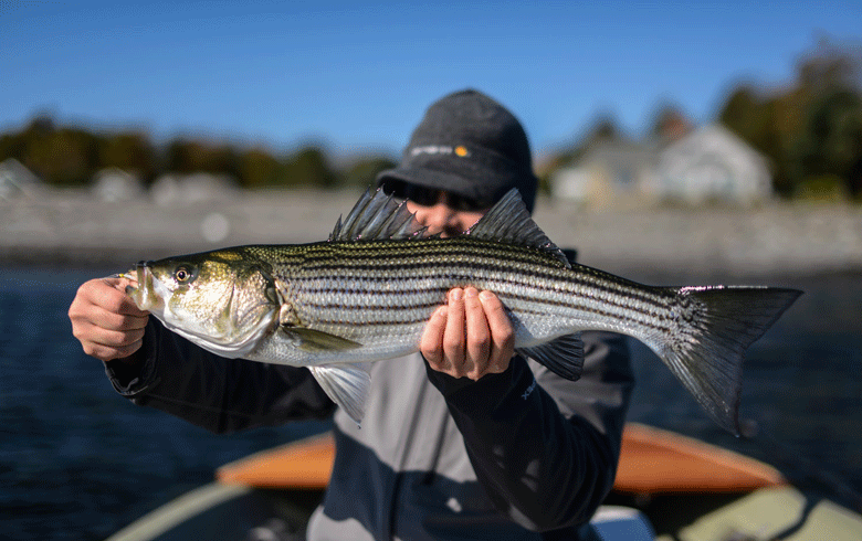 Striper!