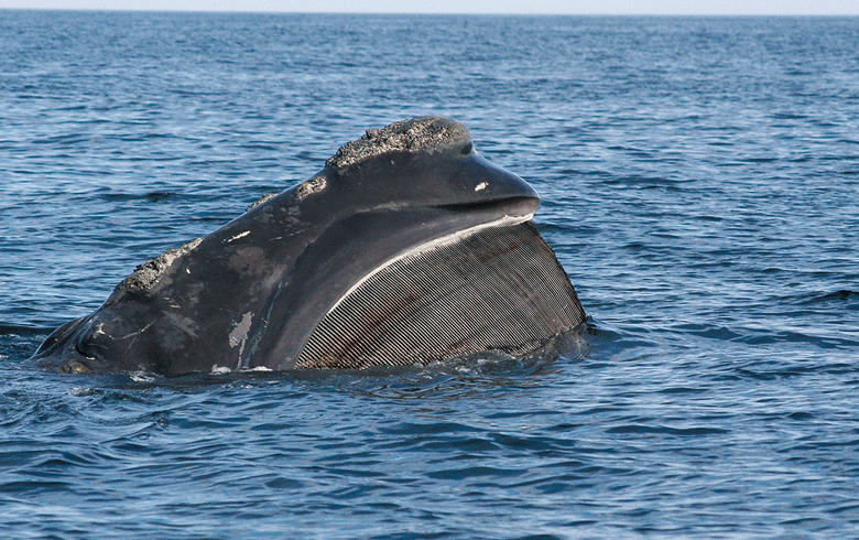A right whale feeding
