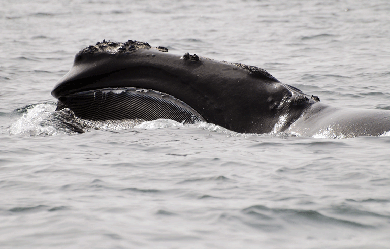 A right whale