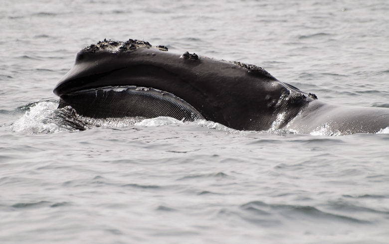 A right whale