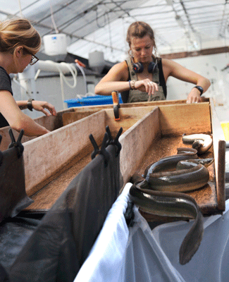 American Unagi will raise elvers to market size