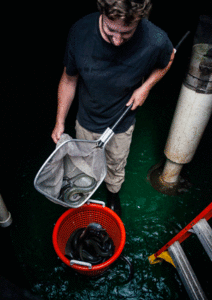 Jonathan Fritts harvests from one of the large grow-out tanks.