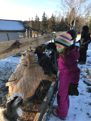 Visiting the goats.