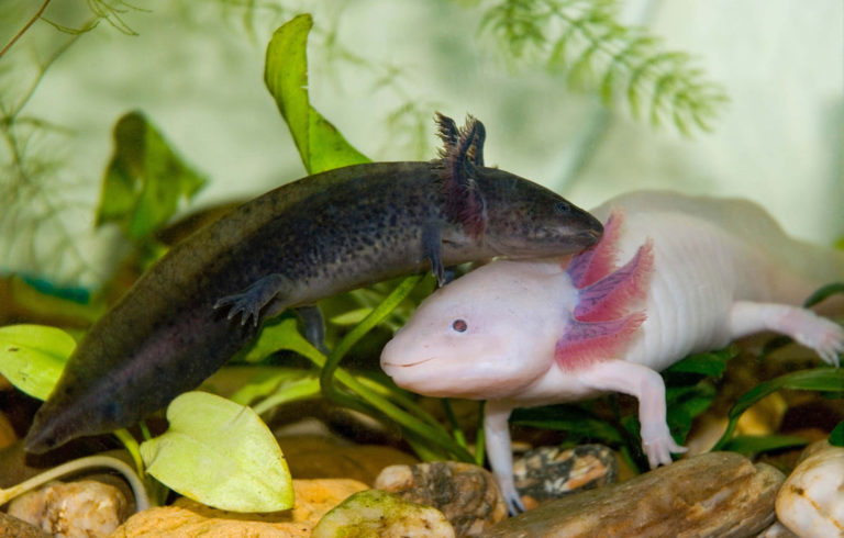 axolotl