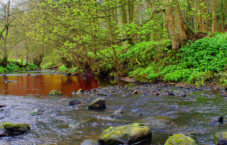 A stream in the woods.