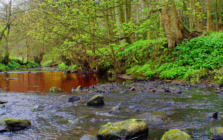 A stream in the woods.