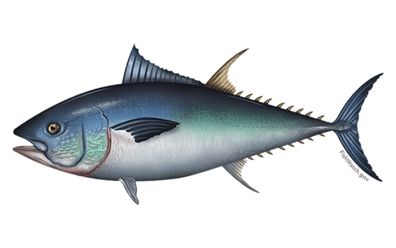 Tuna