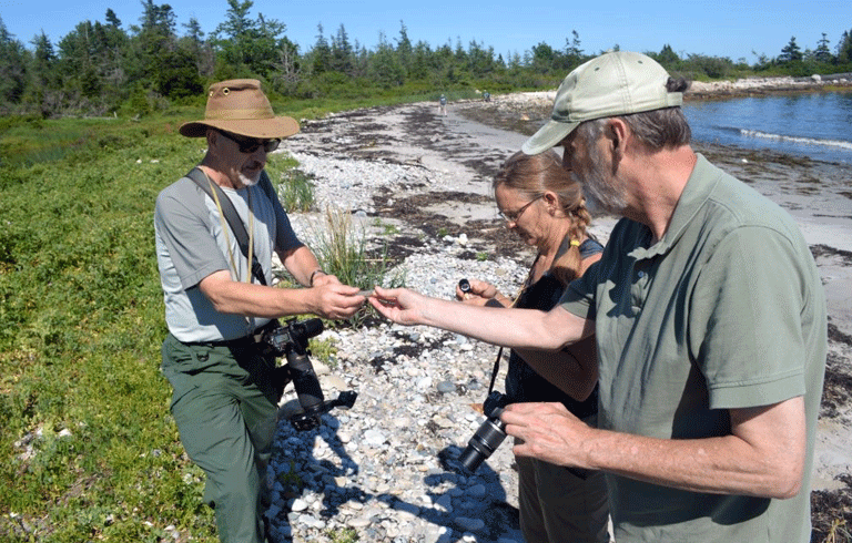 From left: Arachnologist Dr. Kefyn Catley, Maine Master Naturalist Donne Sinderson, and Dana Wilde examine specimens while spider hunting along the shore in Petit Manan National Wildlife Refuge. PHOTO: BRUCE WENNING.