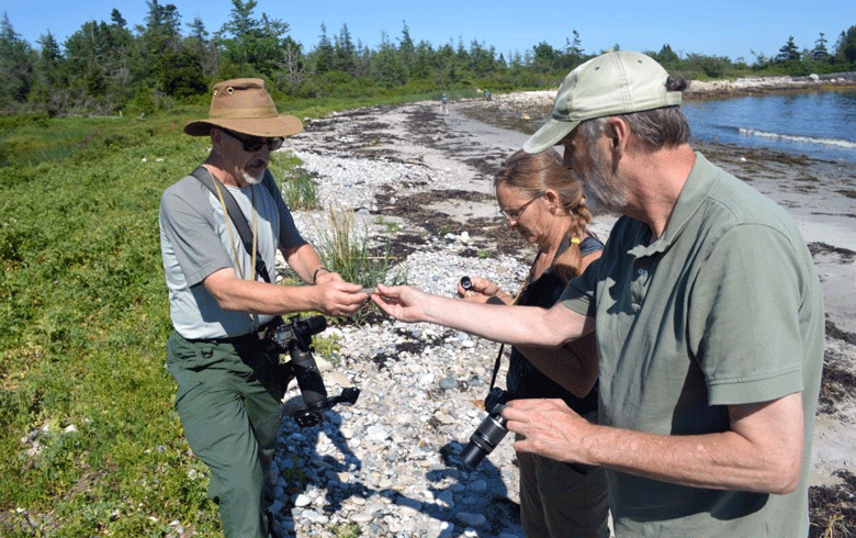 From left: Arachnologist Dr. Kefyn Catley, Maine Master Naturalist Donne Sinderson, and Dana Wilde examine specimens while spider hunting along the shore in Petit Manan National Wildlife Refuge. PHOTO: BRUCE WENNING.