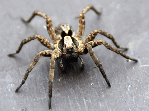 A wolf spider (Schizocosa genus.) PHOTO: DANA WILDE