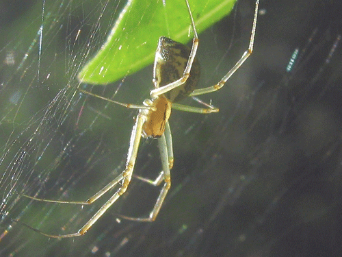 A European hammock spider, also known as Linyphia triangularis or “Linytri.” PHOTO: DANA WILDE