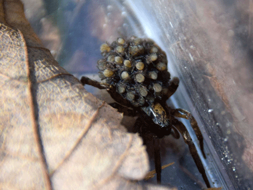 Wolf spiderlings riding on their mother’s back. PHOTO: DANA WILDE