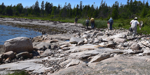 Spider hunters along the shore at Petit Manan National Wildlife Refuge. PHOTO: DANA WILDE