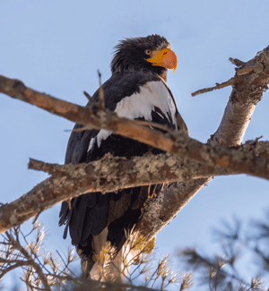 The Steller's sea eagle takes in a view of Maine. PHOTO: COURTESY LINDA CUNNINGHAM