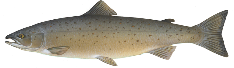 Salmo salar