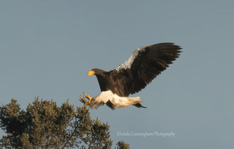 The Steller's sea eagle lands on a tree. PHOTO: COURTESY LINDA CUNNINGHAM