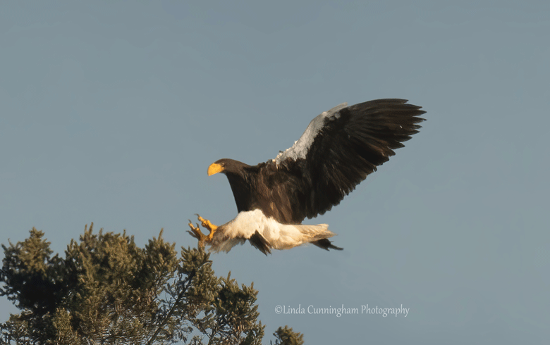 The Steller's sea eagle lands on a tree. PHOTO: COURTESY LINDA CUNNINGHAM