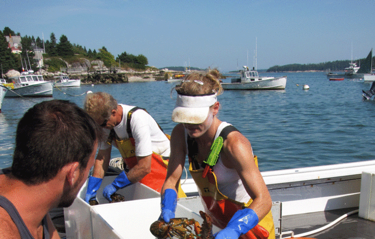 Sorting lobster in Stonington. FILE PHOTO: TOM GROENING