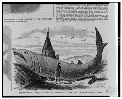Being a port on the American frontier made Eastport a place of mystery and intrigue for audiences across the nation for a host of wild tales. In this widely circulated article, an animal pulled from the depths is described. At various points, the fish was identified as the Great Shark-Dog Fish, the Great Utopia Lake Sea Serpent, and, finally, a basking shark.