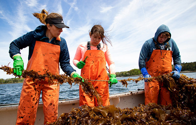 Three people harvest Kelp on a boat