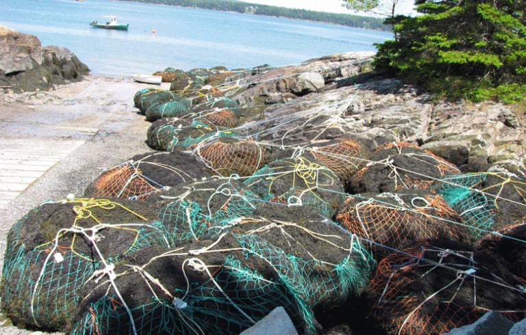 Rockweed, bagged and piled at a Hancock Point boatyard. FILE PHOTO: TOM GROENING