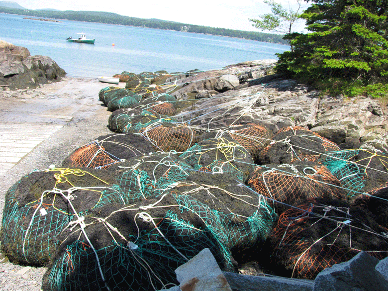 Rockweed, bagged and piled at a Hancock Point boatyard. FILE PHOTO: TOM GROENING
