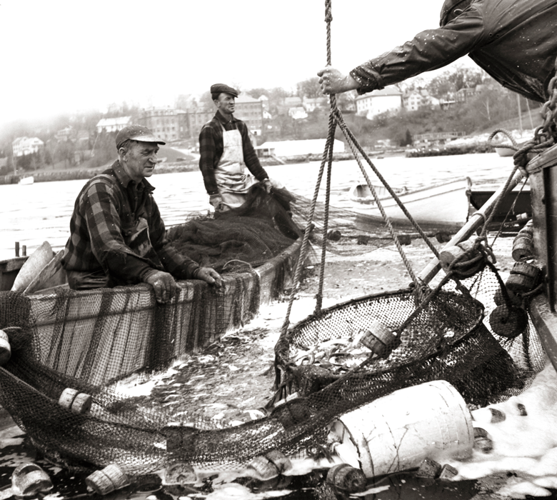 A photograph composed and made by Carroll Thayer Berry shows a soon-to-vanish method of herring harvesting. PHOTO: PENOBSCOT MARINE MUSEUM