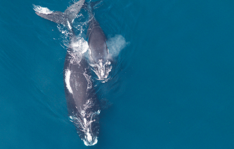 A right whale and its calf.