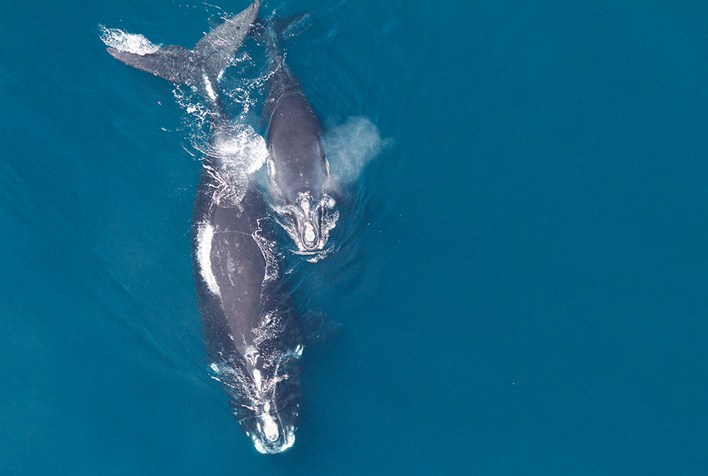 A right whale and its calf.