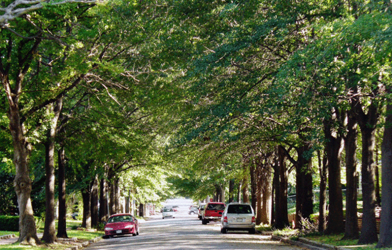 A tree-lined street.