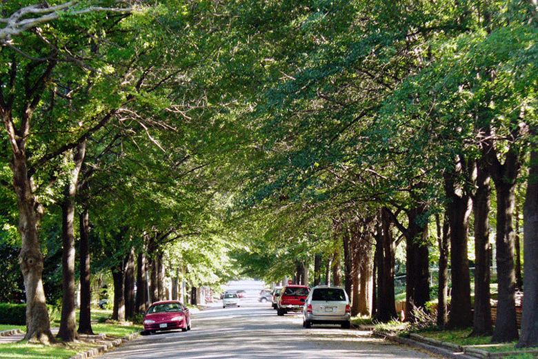 A tree-lined street.