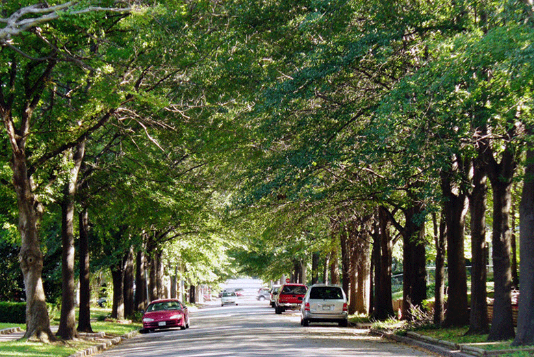 In praise of tree-lined streets - Island Institute