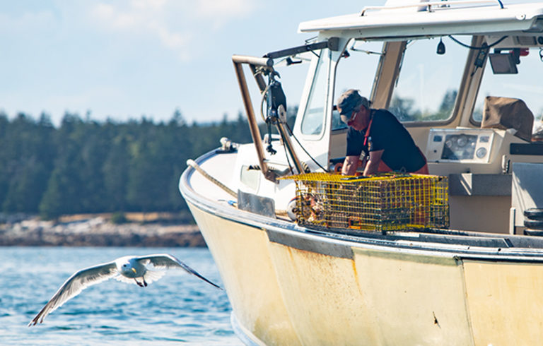 Lobsterman pulls trap