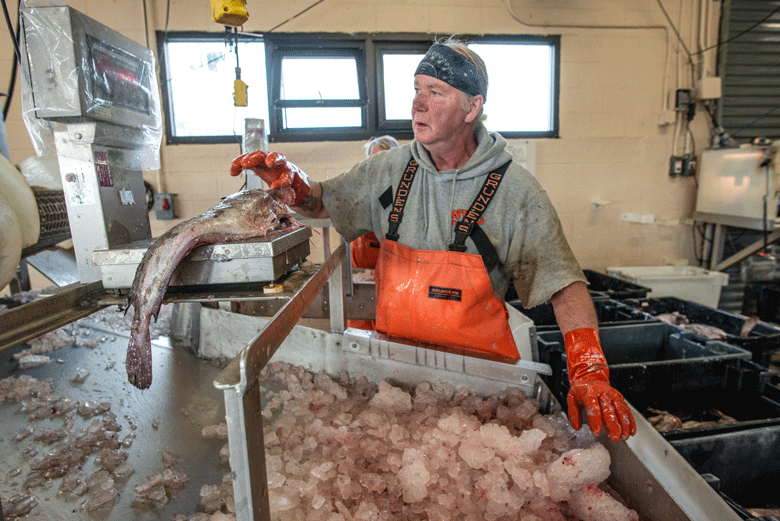 A worker at the Portland Fish Exchange sorts fish. PHOTO: MICHELE STAPLETON